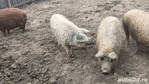 porci mangalita  - imagine 4