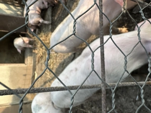 Caută casă nouă detalii în privat