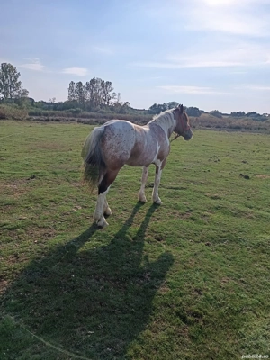 Manza tărcată de 2 ani  - imagine 3 Manza tărcată de 2 ani  - imagine 3