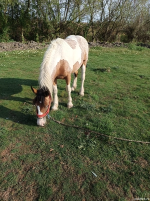 Manza tărcată de 2 ani  - imagine 2 Manza tărcată de 2 ani  - imagine 2