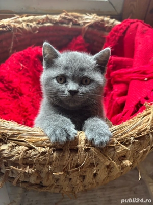 Vând pisicute british short hair 