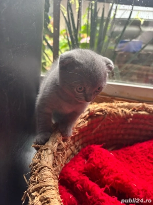 Vând pisicute british short hair  - imagine 3