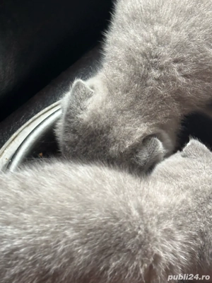 Vând pisicute british short hair  - imagine 5