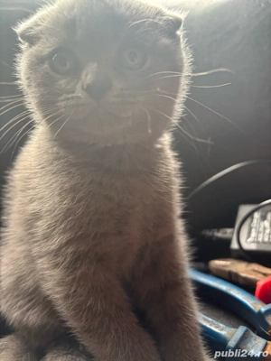 Vând pisicute british short hair  - imagine 4