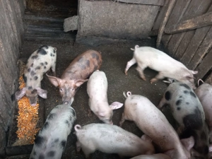 De vânzare, crescuti bio