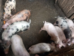 De vânzare, crescuti bio - imagine 3 De vânzare, crescuti bio - imagine 3