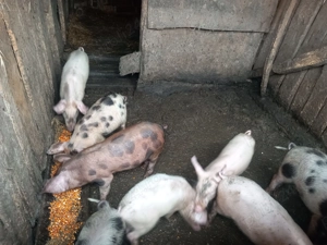 De vânzare, crescuti bio - imagine 4 De vânzare, crescuti bio - imagine 4