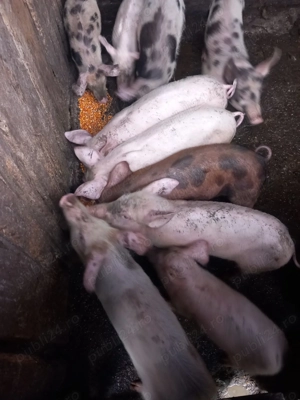 De vânzare, crescuti bio - imagine 2 De vânzare, crescuti bio - imagine 2