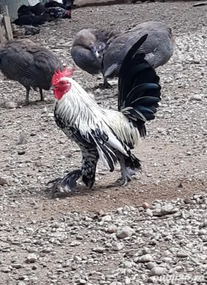 Vând cocoșei pitici, Județul Teleorman!  - imagine 2