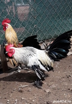 Vând cocoșei pitici, Județul Teleorman! 