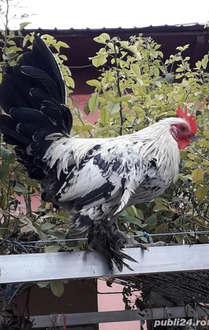 Vând cocoșei pitici, Județul Teleorman!  - imagine 3