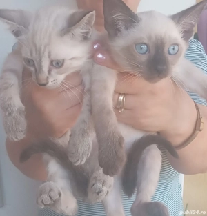 Cadoul ideal pentru copiii și adulți! Un adevărat regal în lumea fascinantă al felinelor  - imagine 3