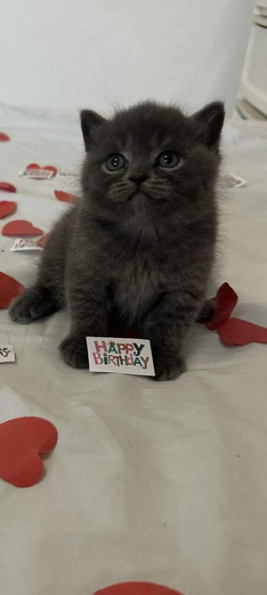 Vand pui pisică british