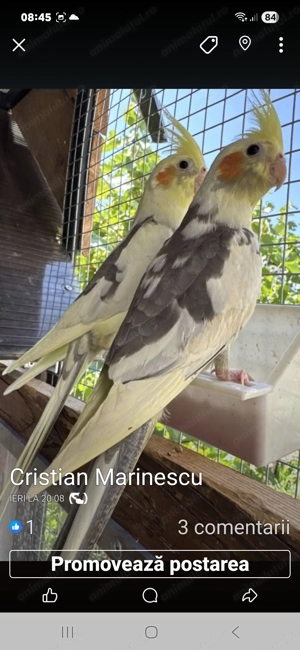 Nimfe tinere - imagine 2