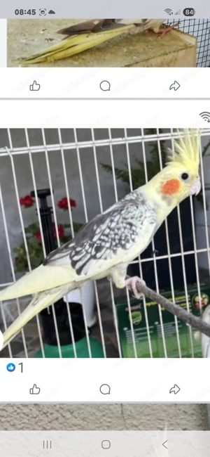 Nimfe tinere - imagine 3