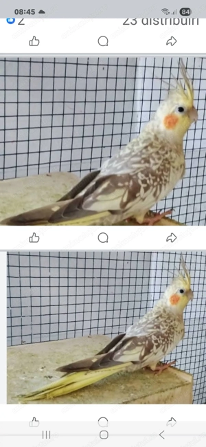 Nimfe tinere - imagine 4