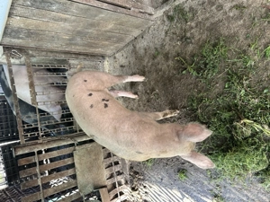 Porci de marime medie - imagine 2