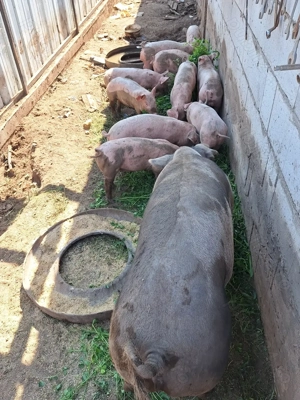 Porci rasa landrace cu pietrain crescuți cu cereale naturale 
