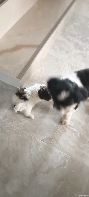 cautam casuta noua - imagine 2 cautam casuta noua - imagine 2