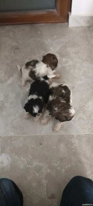 cautam casuta noua - imagine 4 cautam casuta noua - imagine 4