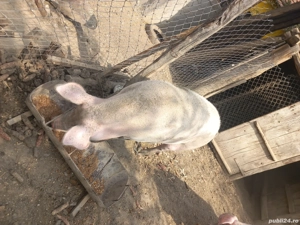 De vanzare  - imagine 2