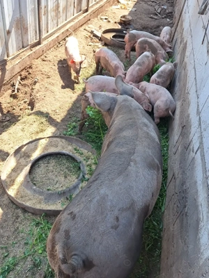 Porci rasa landrace cu pietrain crescuți cu cereale naturale  - imagine 3