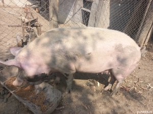 De vanzare  - imagine 4