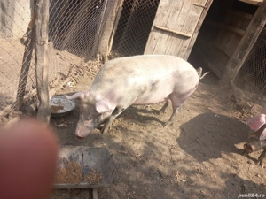 De vanzare  - imagine 3