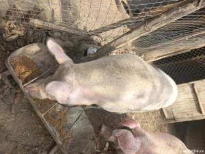 De vanzare  - imagine 5