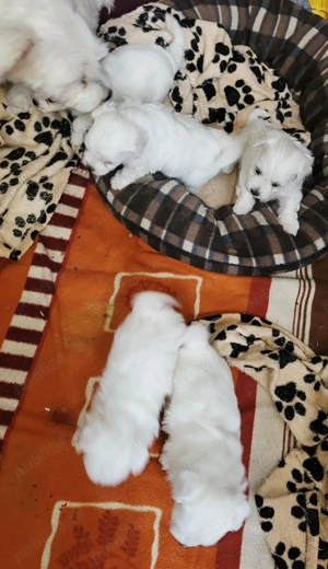 Bichoni maltezi - imagine 3