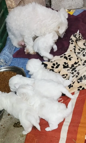 Bichoni maltezi - imagine 2