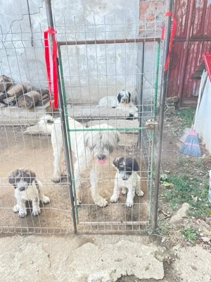 Vând pui ciobănesc mioritic! - imagine 2