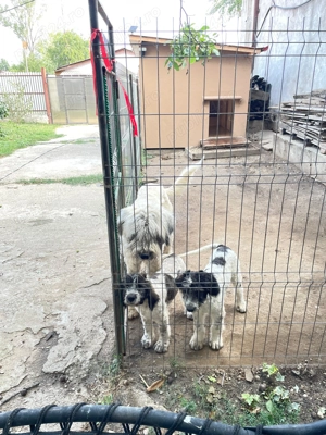 Vând pui ciobănesc mioritic! - imagine 3