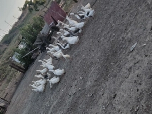 Gaste si rate devanzare