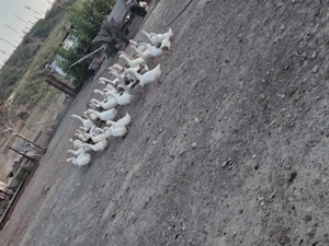 Gaste si rate devanzare - imagine 2 Gaste si rate devanzare - imagine 2