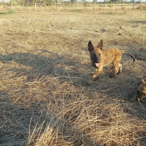 Ciobănesc Belgian Malinois
