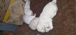 Vand pui bichon maltez  - imagine 2 Vand pui bichon maltez  - imagine 2