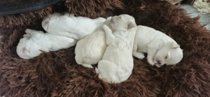 Vand pui bichon maltez  - imagine 3 Vand pui bichon maltez  - imagine 3