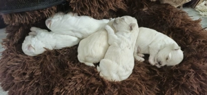 Vand pui bichon maltez 