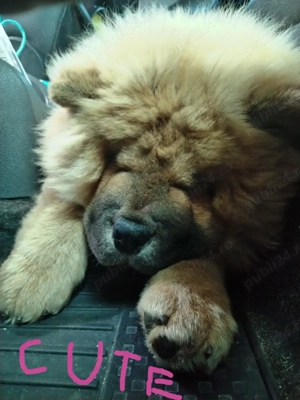 Vand catelusa Chow-Chow