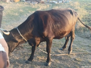 Vand vaci! - imagine 2 Vand vaci! - imagine 2