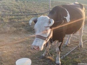 Vand vaci! - imagine 3 Vand vaci! - imagine 3