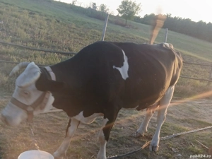 Vand vaci! - imagine 4 Vand vaci! - imagine 4