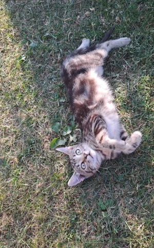 5 pui pisica, pt adoptie, 3 luni - imagine 3