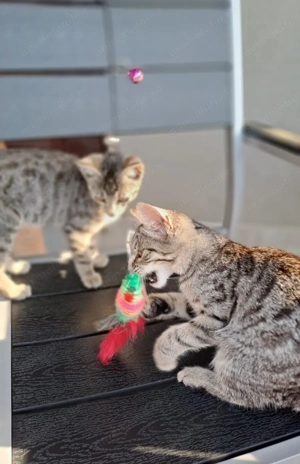 5 pui pisica, pt adoptie, 3 luni