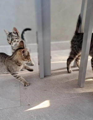 5 pui pisica, pt adoptie, 3 luni - imagine 2