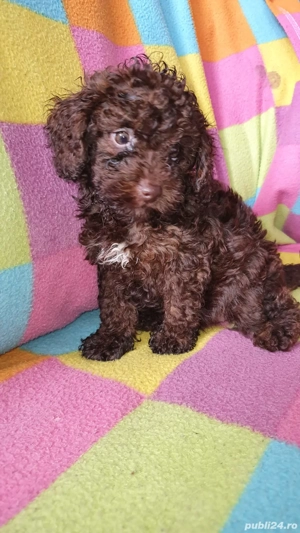 Pudel culoare maro