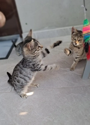 5 pui pisica, pt adoptie, 3 luni - imagine 4