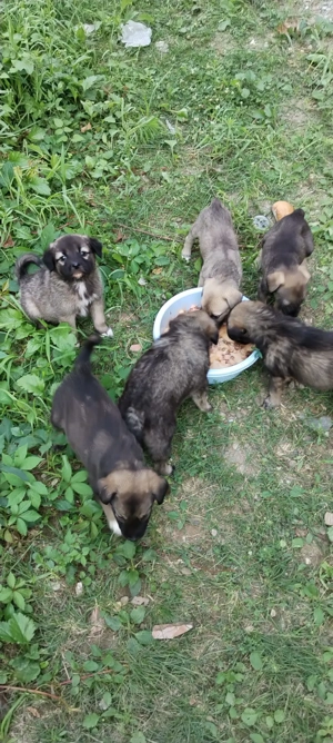 4 pui catel, pt adoptie, 3 luni