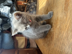 Pui de pisica british shorthair blue si lila - imagine 3